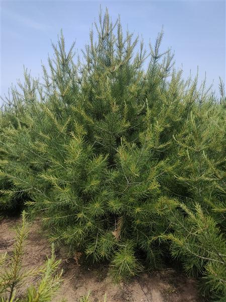 山東白皮鬆基（jī）地