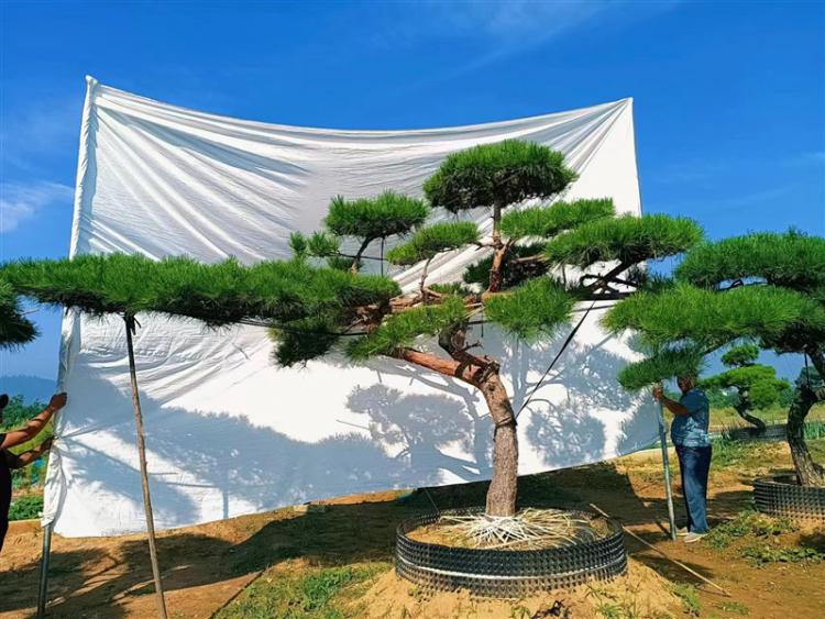 景觀鬆基地 景觀鬆基地