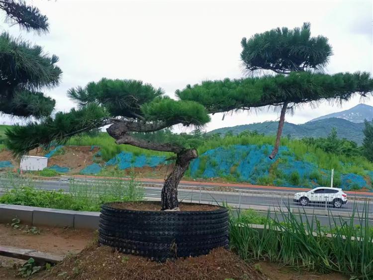 臨（lín）沂景觀鬆