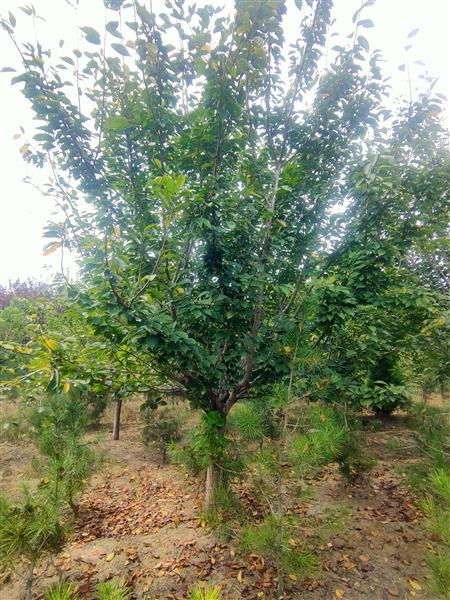 臨（lín）沂櫻花